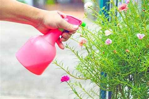 fish emulsion fertilizer|Pros And Cons Of Fish Fertilizer For Plants .